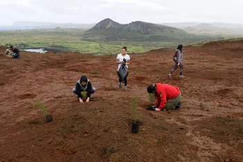 Plantan árboles en la isla de Pascua