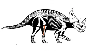 Centrosaurus apertus