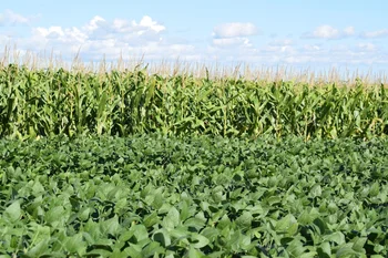 Plantaciones de maíz y soja en campo de Uruguay