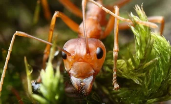 Algunas hormigas esclavistas capturan obreras de la especie a la que esclavizan y las llevan a su colonia para que trabajen para ellas