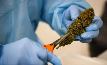 La industria de cannabis medicinal crece "exponencialmente" de la mano de una "amplia gama" de productos en Uruguay