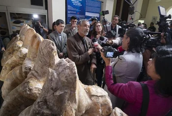 El primer fósil de Perocetus Colossus fue descubierto en la costa del sur de Perú