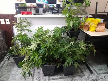 Plantas de cannabis encontradas en la casa del ciudadano brasileño