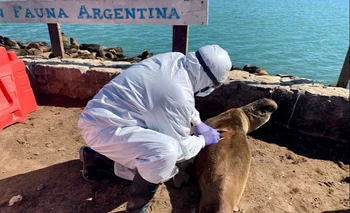 Confirmaron que los lobos marinos que aparecieron muertos en el sur de la provincia de Buenos Aires tenían gripe aviar