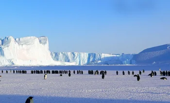 Los polluelos de cuatro colonias observadas en la Antártida se ahogaron o murieron de frío cuando cedió el hielo debajo de ellos.