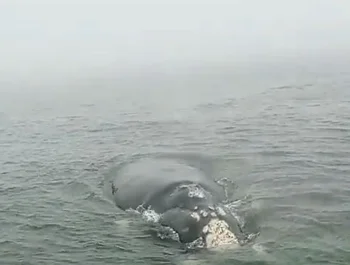 Una ballena se acercó a una embarcación