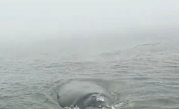 Una ballena se acercó a una embarcación
