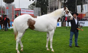 El Gran Campeón Paint Horse es un caballo que fue importado desde Brasil en 2020.