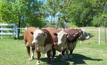 Trío de toros Polled Hereford, en Paysandú.