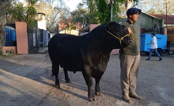 El primer vacuno en ingresar a la Expo Prado es un toro Aberdeen Angus que pesa 900 kilos y es propiedad de la cabaña Rincón de las Mulas.