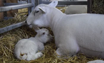 La madre, una oveja Texel, ganó el premio a la Tercer Mejor Hembra se la raza.
