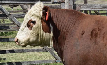 Controlar la calidad de la torada incide en la productividad de los sistemas ganaderos.