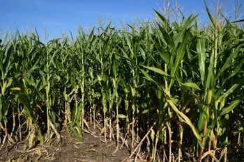 Todos los maíces híbridos cuentan con la tecnología Agrisure Viptera 3