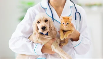 El seguro para mascotas será obligatorio a partir del 29 de septiembre.
