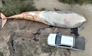 Según el dueño de la reserva, se trata de la primera ballena azul que aparece en el Uruguay desde hace 100 años
