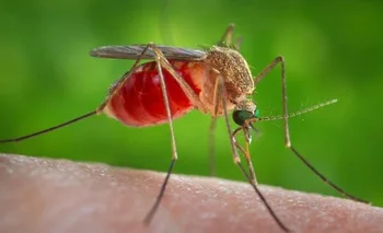 El Virus del Nilo Occidental se transmite por la picadura de mosquitos infectados
