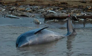 Gran cantidad de delfines muertos por la ola de calor