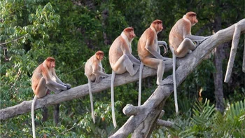 Los monos tienen cola, a diferencia de los humanos y grandes simios