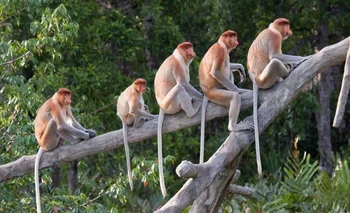 Los monos tienen cola, a diferencia de los humanos y grandes simios