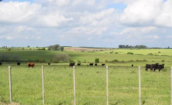 Producción ganadera en campos de Uruguay.
