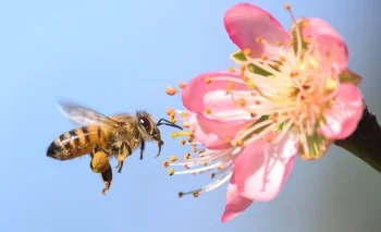 Las abejas son especies polinizadores