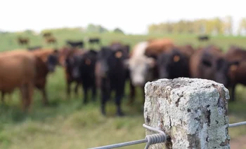 El precio del ganado, un tema que genera controversias entre productores e industriales.