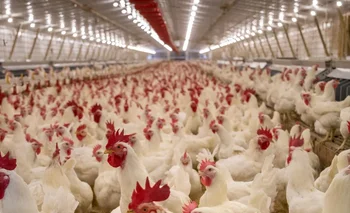 Argentina reportó casos de gripe aviar en la provincia de Río Negro.