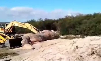 Captura del video de la intendencia enterrando al animal