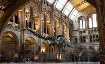 El Museo de Historia Natural de Londres, organizador del concurso
