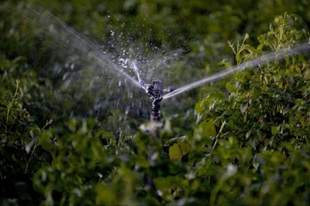 Según el Ministerio de Agricultura, Pesca y Alimentación, la agricultura constituye un 80 % de la demanda de agua en España.