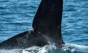 Las ballenas mueren al chocar con los barcos o, por ejemplo, al toparse con sus hélices, lo que les provoca lesiones mortales.