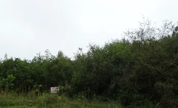 Bosque nativo en Rivera, Uruguay.