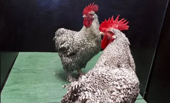 Los gallos se reconocen frente al espejo.