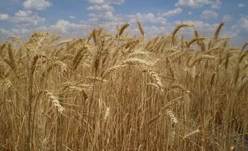 El trigo HB4 se creó a partir de un gen del girasol que permite tolerar la sequía.