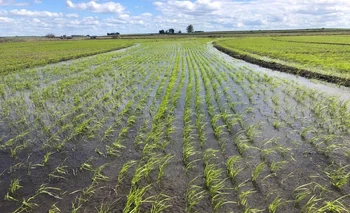 El cultivo de arroz se hace 100% bajo riego.