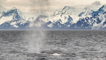 Una ballena azul del Antártico emerge frente a las Islas Georgias del Sur.