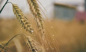 La presión de la cosecha de Estados Unidos se hace sentir y el trigo, que empezó la semana con subas, no pudo sostenerlas. 