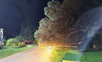 Árbol caído sobre vía publica en Cerros Azules, Ruta 9, km 88