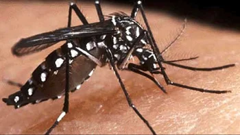 Mosquito Aedes Aegypti, vector de enfermedades como la chikunguña, la fiebre amarilla y el dengue