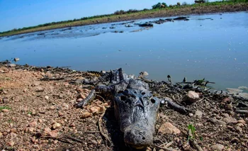 1 Un yacaré muerto por la sequía a orillas de un estanco en el mayor humedal del mundo