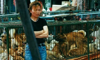 El consumo de carne de perro es una práctica culinaria arraigada en Corea del Sur, pero enfrenta una creciente oposición, sobre todo de la gente joven.