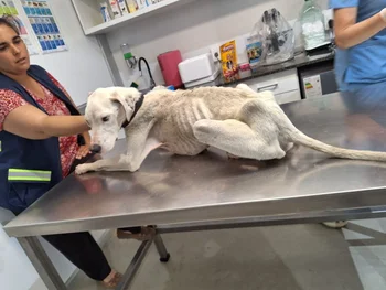 Así estaba el perro que fue rescatado por las autoridades en Pinamar