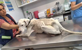 Así estaba el perro que fue rescatado por las autoridades en Pinamar