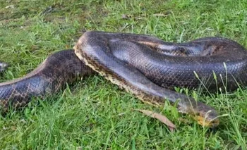 Anaconda amarilla capturada