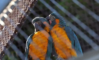 Dos crías guacamayo barba azul, una especie natural del norte de Bolivia y "en peligro crítico de extinción".