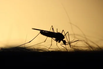 Mosquitos, transmisores del virus.