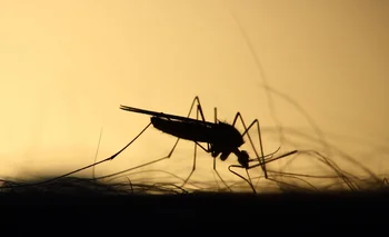 Aumenta la preocupación por los casos de Dengue