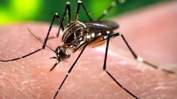El país registra además 37 casos de la enfermedad de chikungunya y 23 de zika.