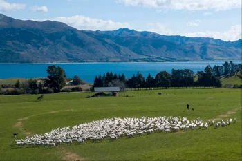 Ovinocultura en Nueva Zelanda.
