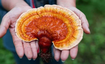 Se dice que el hongo reishi (Ganoderma lucidum) tiene "una variedad de beneficios" para la salud.